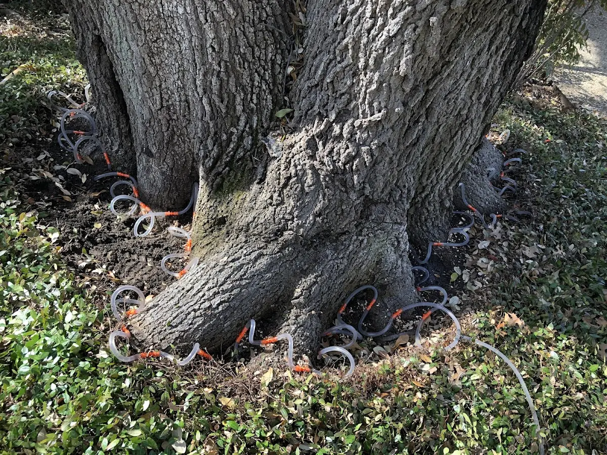Detailed Tree Cabling and Bracing job site in Jefferson City