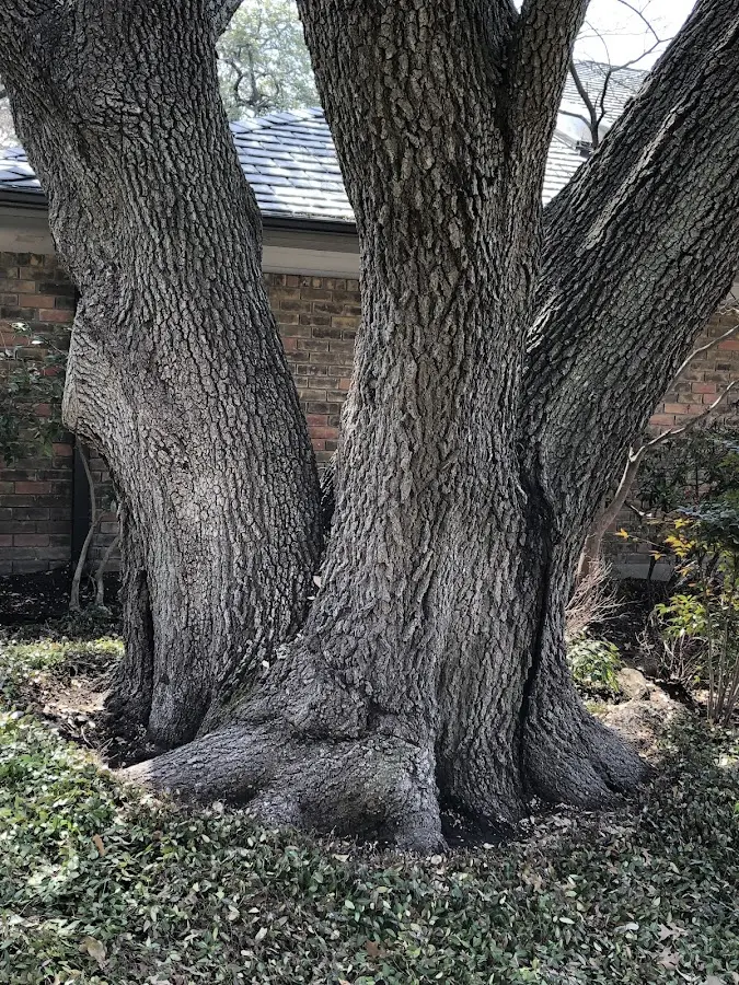 Mature heritage tree close to a Jefferson City property cared for by certified arborists